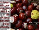 Matthäus 7,17 - So bringt jeder gute Baum gute Früchte, der schlechte Baum aber bringt schlechte