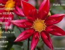 Psalm 104,31 - Die Herrlichkeit des Herrn wird ewig währen; der Herr wird sich an seinen Werken freuen!