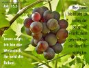 Johannes 15,5 - Jesus sagt: Ich bin der Weinstock, ihr seid die Reben.