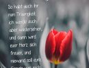 Johannes 16,22 - So habt auch ihr nun Traurigkeit; ich werde euch aber wiedersehen, und dann wird euer Herz sich freuen, und niemand soll eure Freude von euch nehmen.