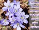 Psalm 9,19 - Denn der Arme wird nicht für immer vergessen;  die Hoffnung der Elenden wird nicht stets vergeblich sein.