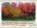 Psalm 119,50 - Das ist mein Trost in meinem Elend, dass dein Wort mich belebt.