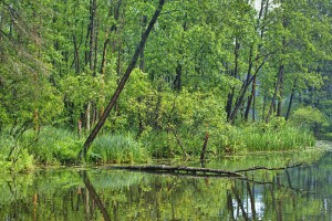 AUGUSTÓW - Dolina Rospudy