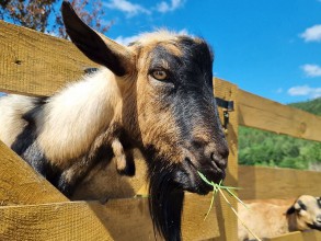 LISZNA - Leśny zwierzyniec / minizoo