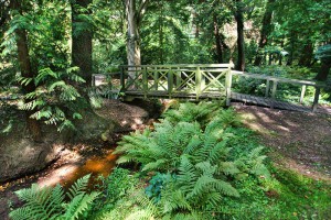 LIPNO - Park leśny i ogród dendrologiczny