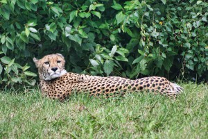 OPOLE - ZOO