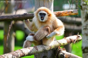 ŁĄCZNA - Zoo Farma
