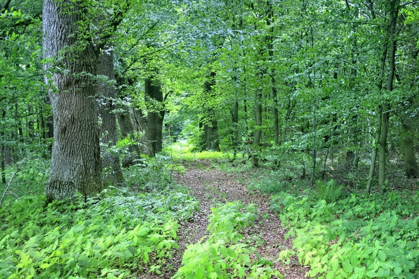 Szlak leśny