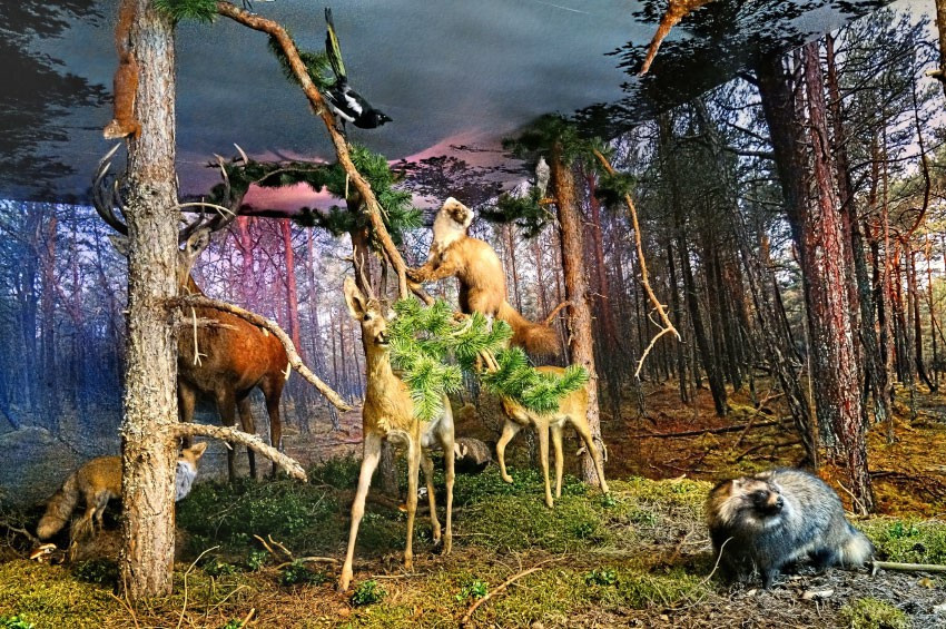 SMOŁDZINO - Muzeum Przyrodnicze