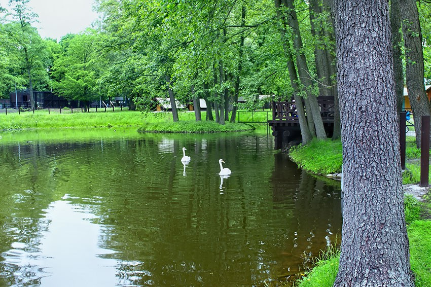 Staw z ptactwem wodnym