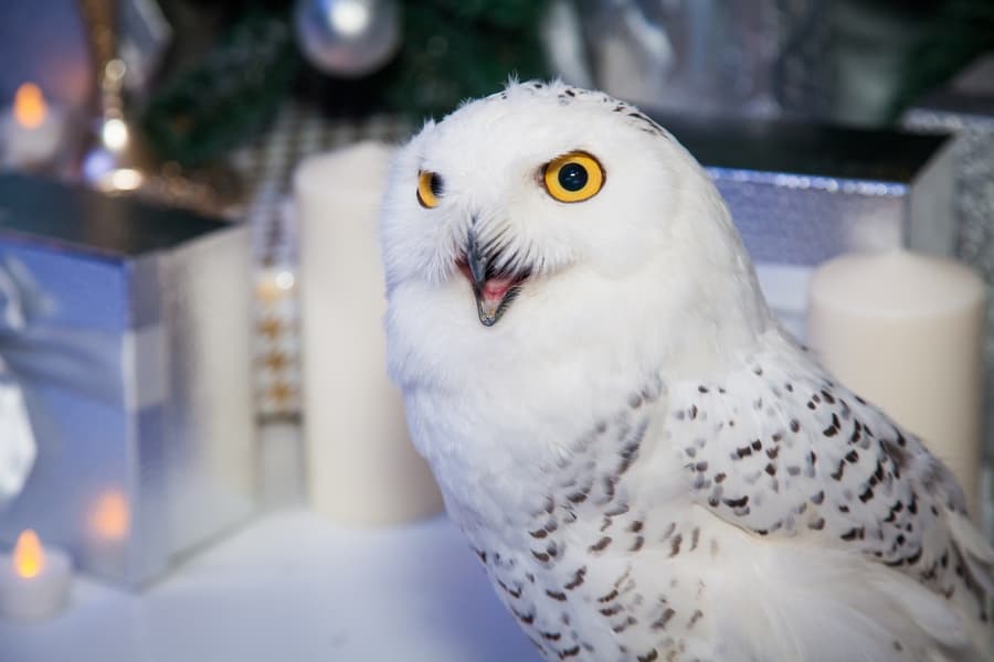 зимняя фотозона с ледяным троном