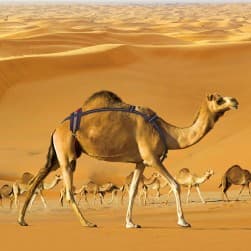 جنيبه لربط الشمالة، جنيبه بوليستر، اسود، مقاس 215*80