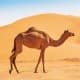 MAZAIN, Camel Hobble, Green, Size220*3 Cm