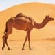 MAZAIN, Camel Hobble, Green, Size140*3 Cm