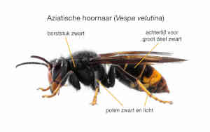 //cdn.optipic.io/site-106486/index.php/bijenschansenAziatische_hoornaar.png