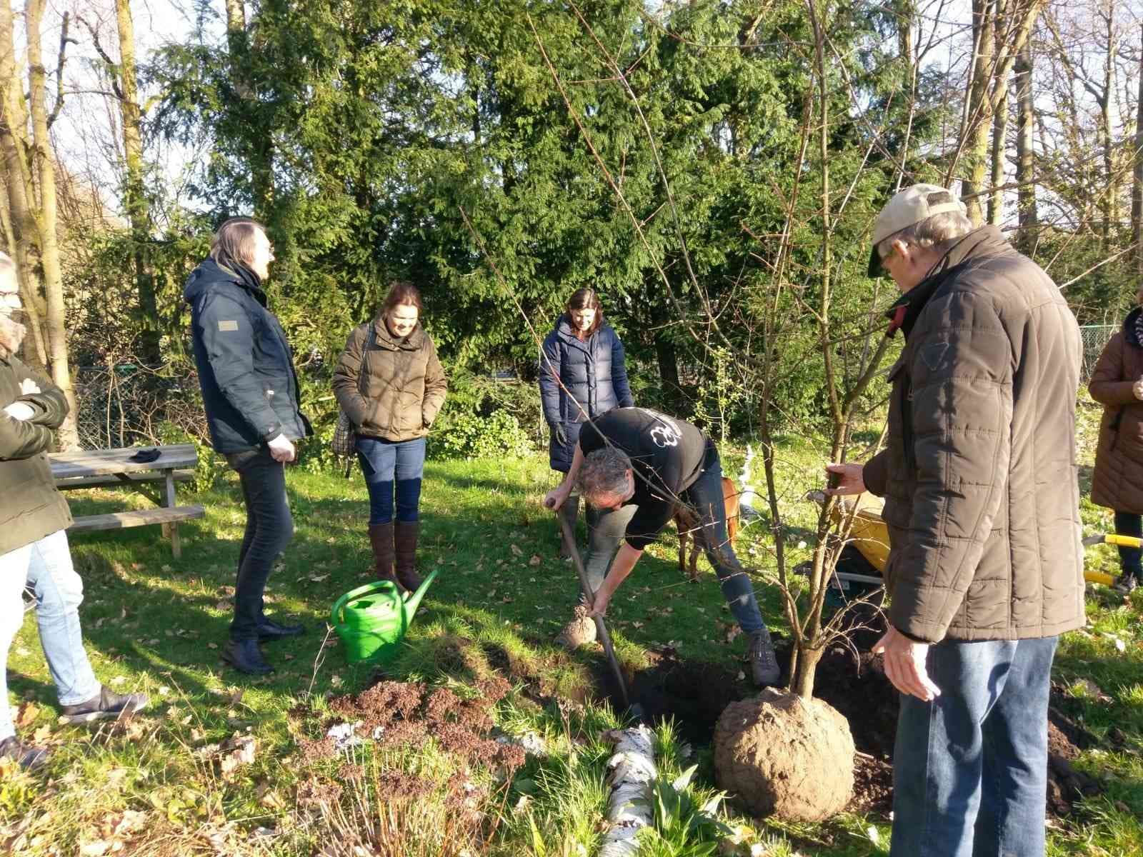 Cornus mas Immenes2023