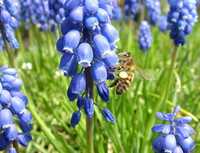 blauwe druifje