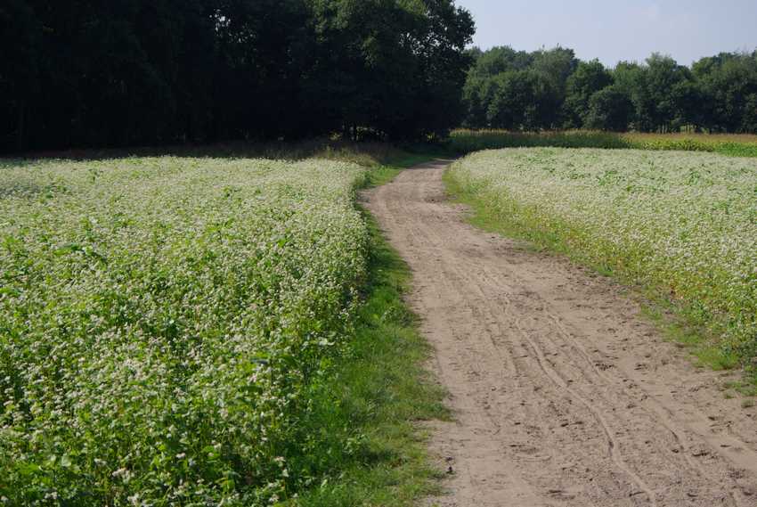 boekweitakkers in Blaricum 2007
