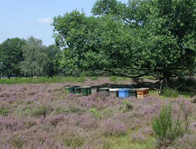 opdeheide