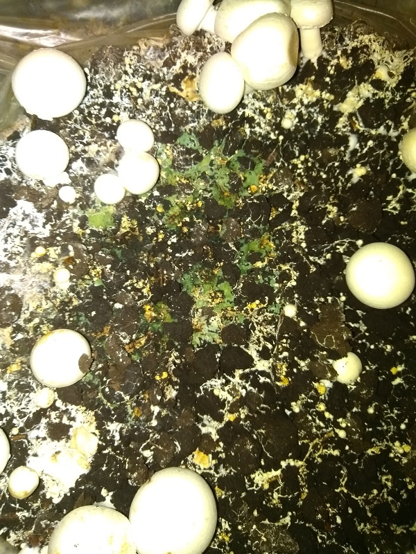 trihoderma 1