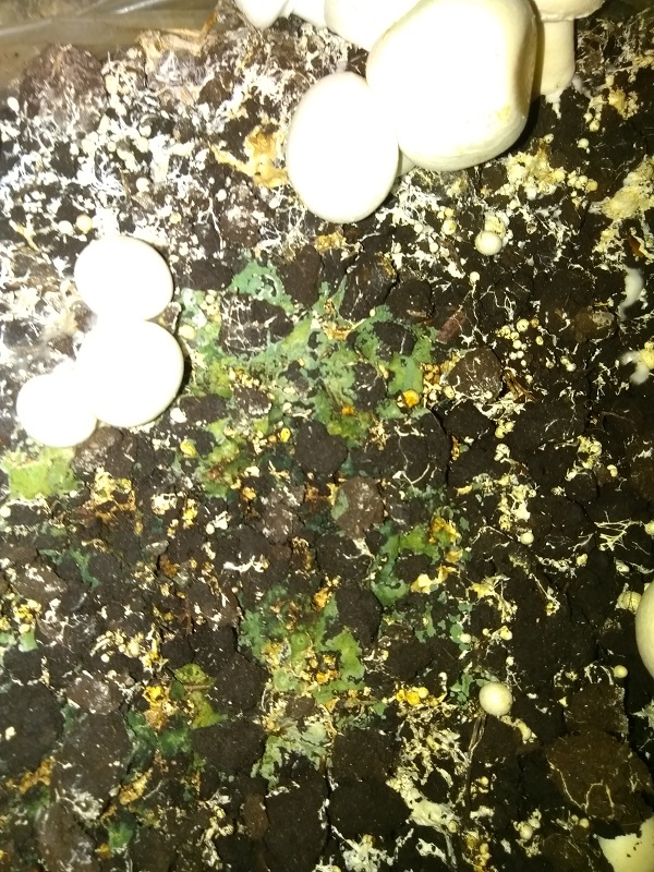 trihoderma 2