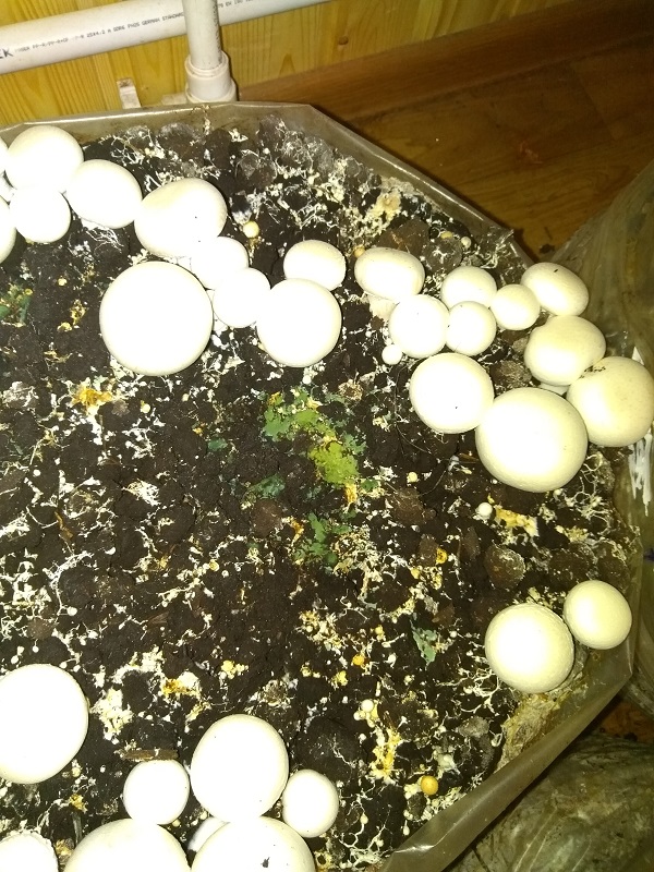 trihoderma 3