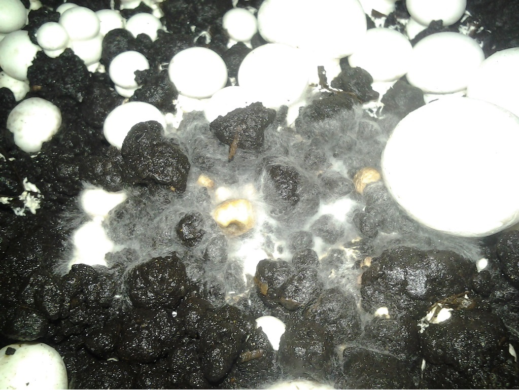 daktilium 1