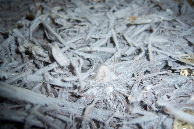 compost1 04