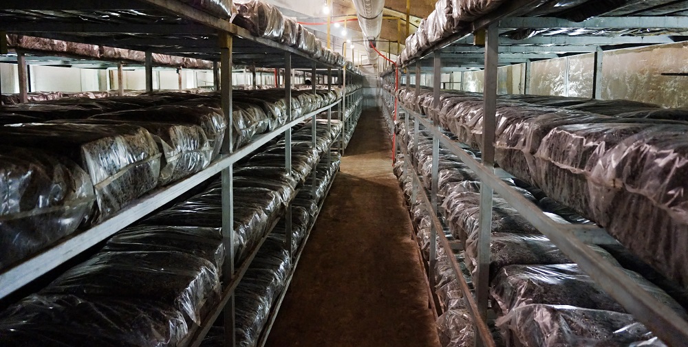 compost 35