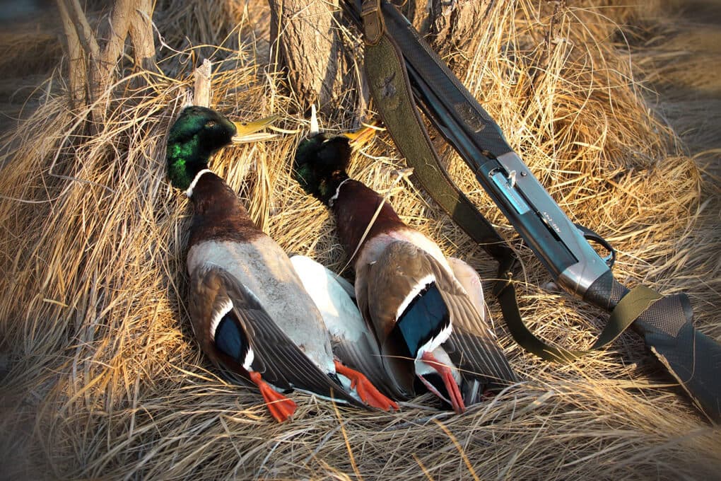 Охота в 2023 году