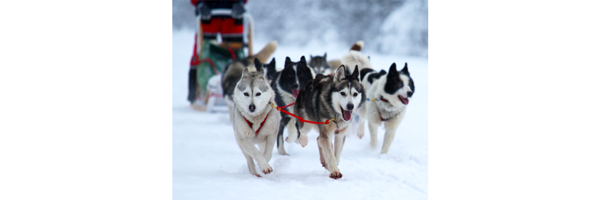 CHIENS DE TRAINEAUX