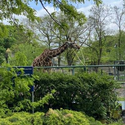 Zoo 9
