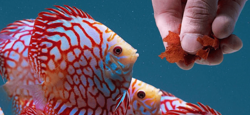 Гранули, люспи, пелети, таблетки, артемия