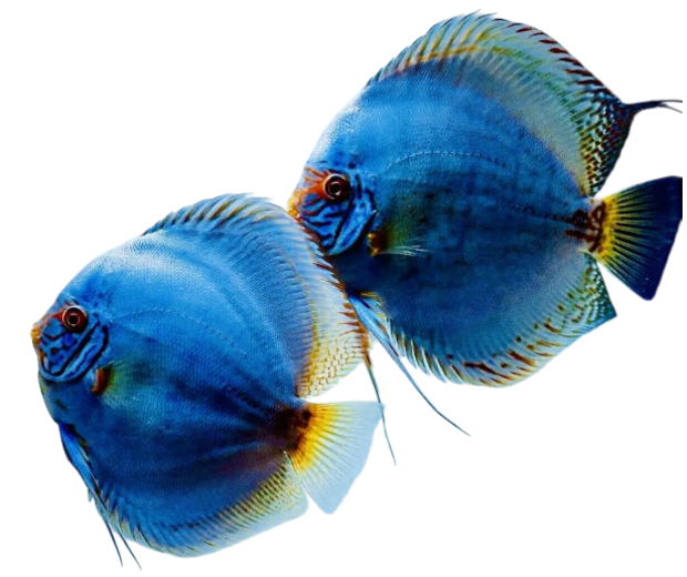 About Us Baner Betta Fish