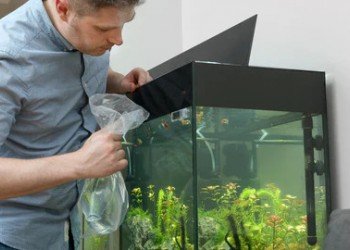 The mistakes that kill your aquarium – and how to avoid them