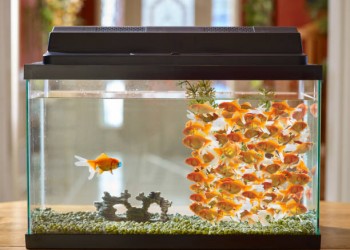 Quarantine of new fish: Why it is necessary and how to do it