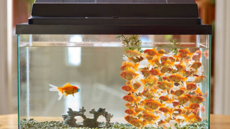 Карантина на нови риби: Защо е необходима и как да я проведем правилно