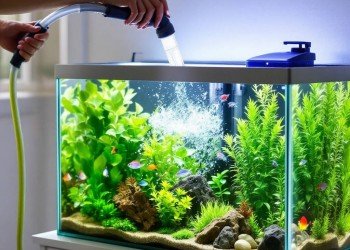 Do I need to change the water in the aquarium and how much?