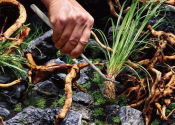 How to make your aquascape look professional and balanced