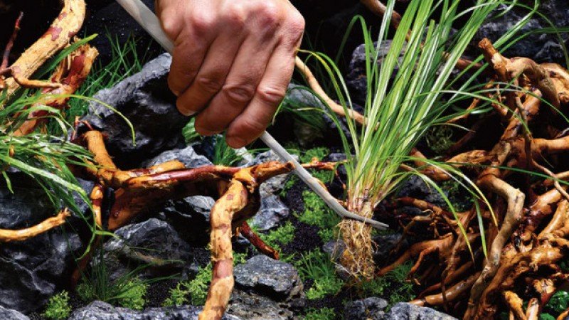 Как вашият акваскейп да изглежда професионално и балансирано