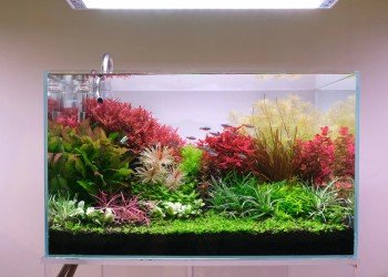 Как да изберем перфектното ЛЕД осветление за растителен аквариум