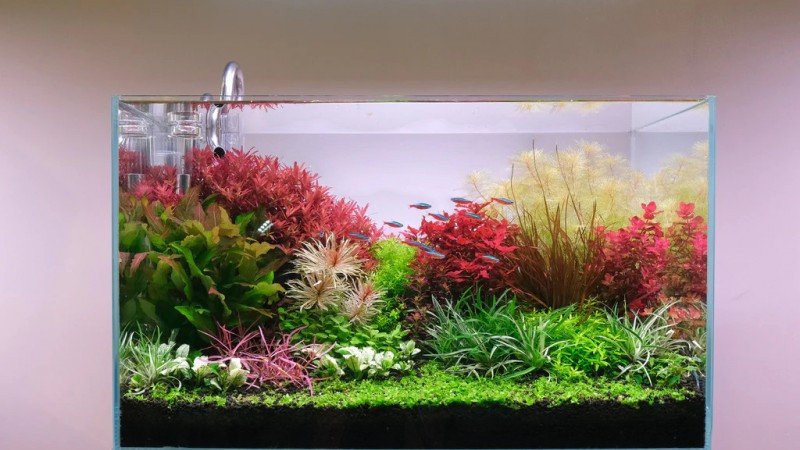 Как да изберем перфектното ЛЕД осветление за растителен аквариум