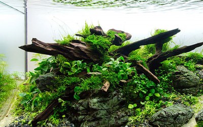 Home aquarium – freshwater aquarium with plants and fish