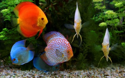 Home aquarium – freshwater aquarium with plants and fish