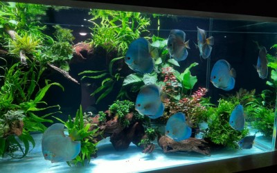 Home aquarium – freshwater aquarium with plants and fish