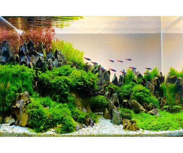 Home aquarium – freshwater aquarium with plants and fish