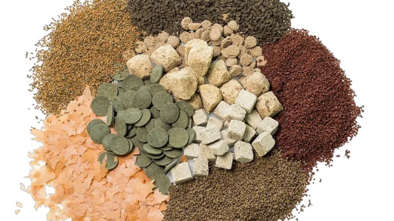 Храненето на Дискусите – Основи, Видове Храни и Полезни Съвети