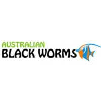 Australian Black Worms