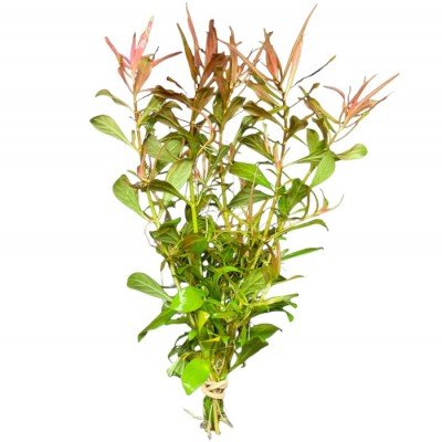 Ludwigia Arcuata