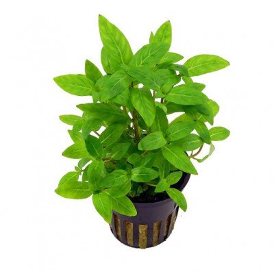 Staurogyne repens - Creeping Staurogyne